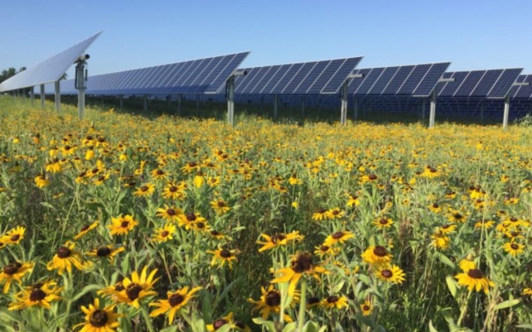 Sunflower Solar Project Update