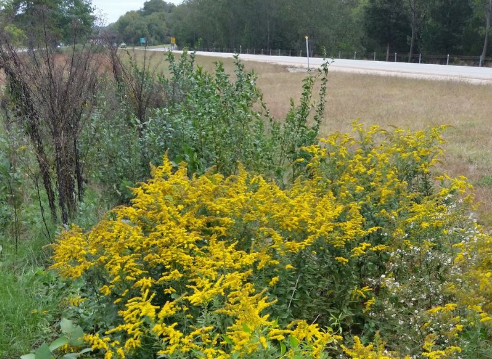 DOT to expand wildflower areas along Connecticut highways to help bees, butterflies